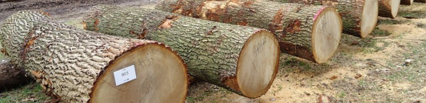 Gỗ sồi trắng Mỹ dạng tròn (White oak log)